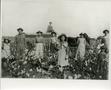 Photograph: Family Picking Cotton