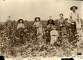 Photograph: Unknown Family Picking Cotton