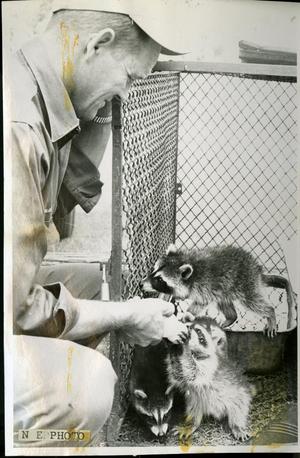 Attendant Feeding Baby Racoons