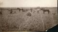 Photograph: Horses and People in Field at R.K. Wilson Farm