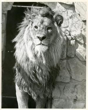 Lion in Doorway