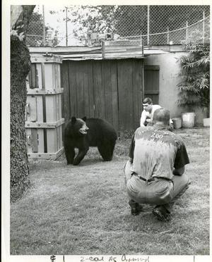 Men Watching a Bear