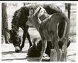 Photograph: Feeding Donkey, Turkey and White-tailed Deer