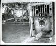 Primary view of Lions in Separate Cages