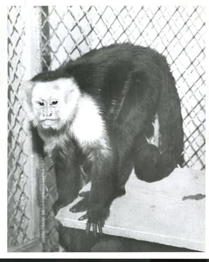 Orangutan in a Cage