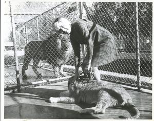 Woman Petting Lion
