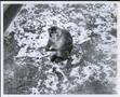Photograph: Monkey Sitting Among Hail