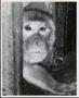 Photograph: Closeup of Monkey
