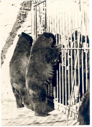 Two Bears Looking through Cage Bars at Group of People