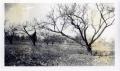 Photograph: Carl West's Orchard