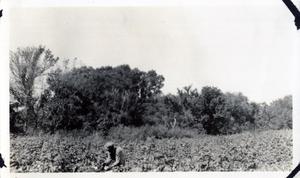 Man Working in a Field