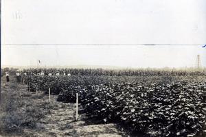 Primary view of object titled 'Field Day at Oilton Demonstration Plots'.